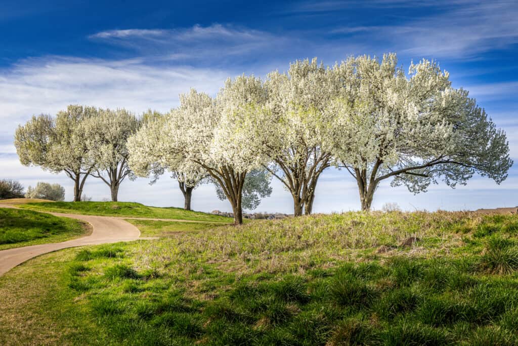 Callery Pear vs Bradford Pear