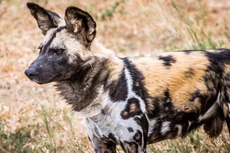 African Wild Dog vs Hyena 5 Key Differences AZ Animals