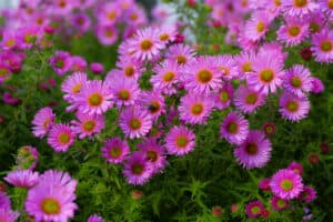 Aster Flowers: Meaning, Symbolism, and Proper Occasions Picture