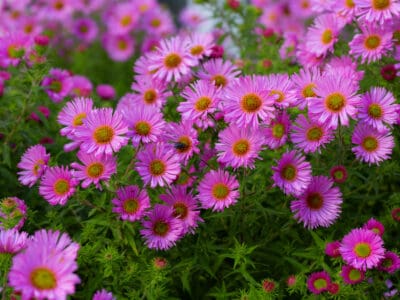 A Aster Flowers: Meaning, Symbolism, and Proper Occasions