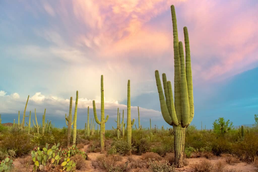 The saguaro cactus is called Ha:sañ by the Tohono O'odham of Arizona and Mexico. 