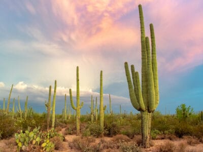 A Discover 10 Resilient Plants That Can Thrive in a Desert