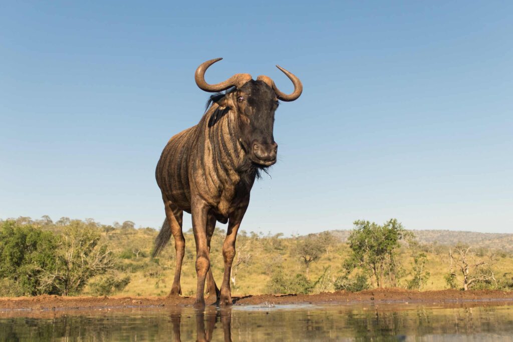 Lion Chasing Wildebeest