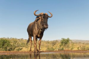 See How Cautiously This Herd of Wildebeest Drink From The Water As If It is Poisoned Picture