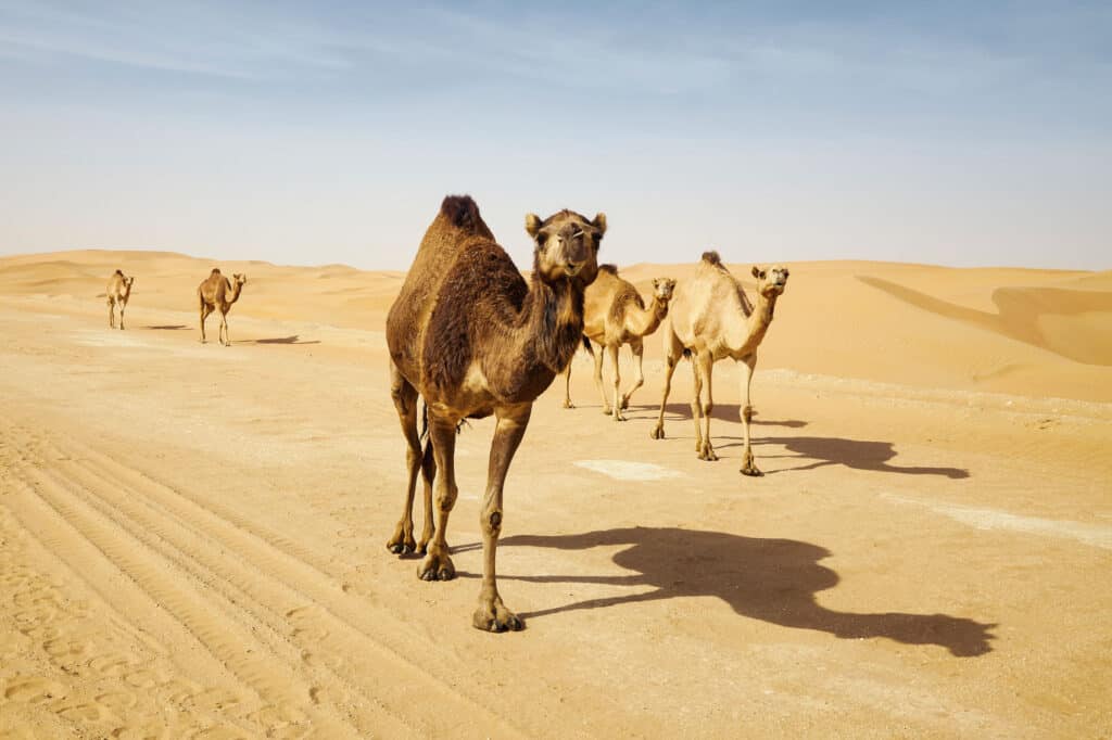 Camel Animal Facts | Camelus dromedarius - AZ Animals