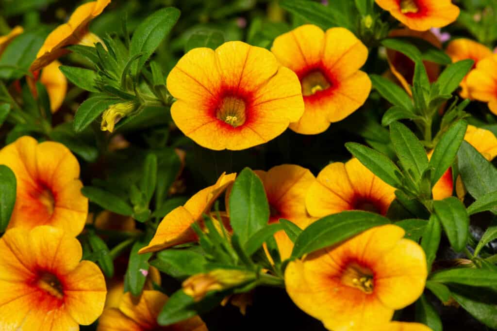 Low maintenance annual flowers: Calibrachoa sunrise orange decorative flowers.