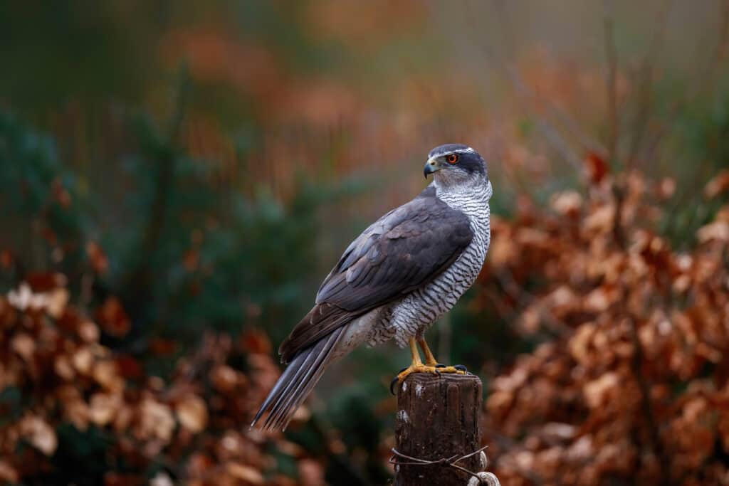 Northern goshawk perched in the forest