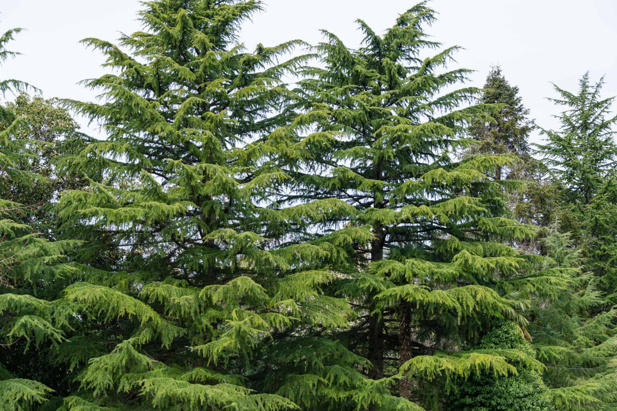 Juniper vs Cedar: 5 Key Differences - A-Z Animals