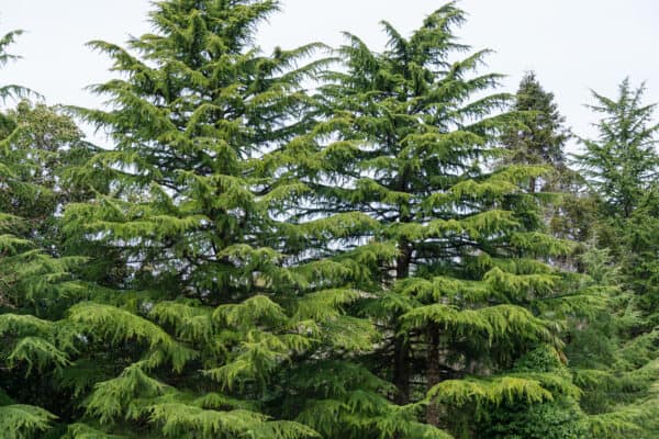 Juniper Vs Cedar: 5 Key Differences - A-z Animals