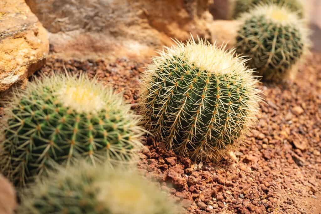 Macro of barrel cacti. There are 4 visible in the frame. The one the is in the front of the frame is mostly out-of-focus, The other three form a diagonal across the frame. The are spherical. They ar covered in yellow spines. 