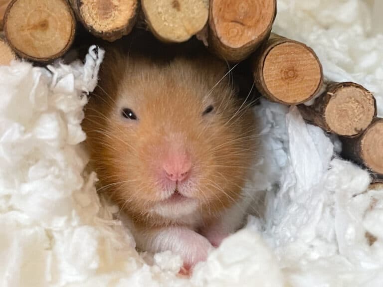 10 Incredible Syrian Hamster Facts