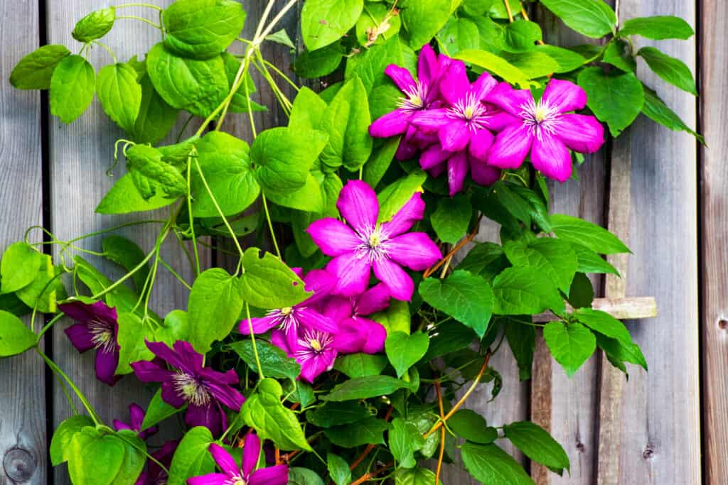 Dark pink clematis blossoms against a wood fence background