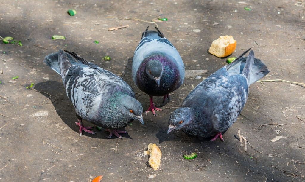 Pigeon, Eating, Pecking, Bread, Feeding