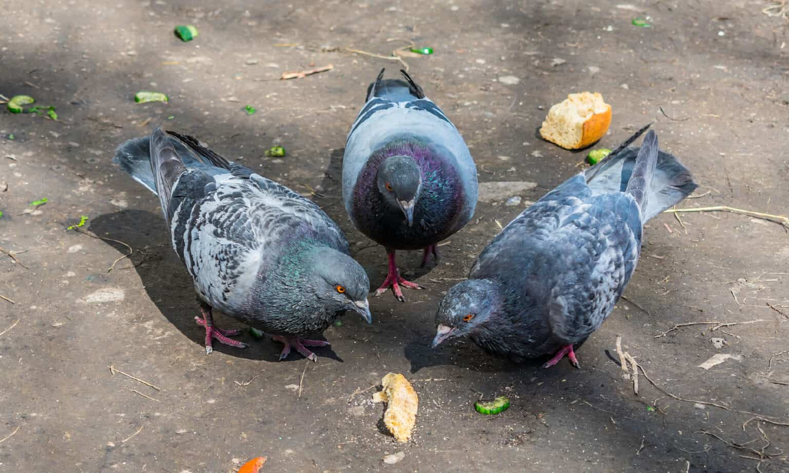 What Is a Group of Pigeons Called?