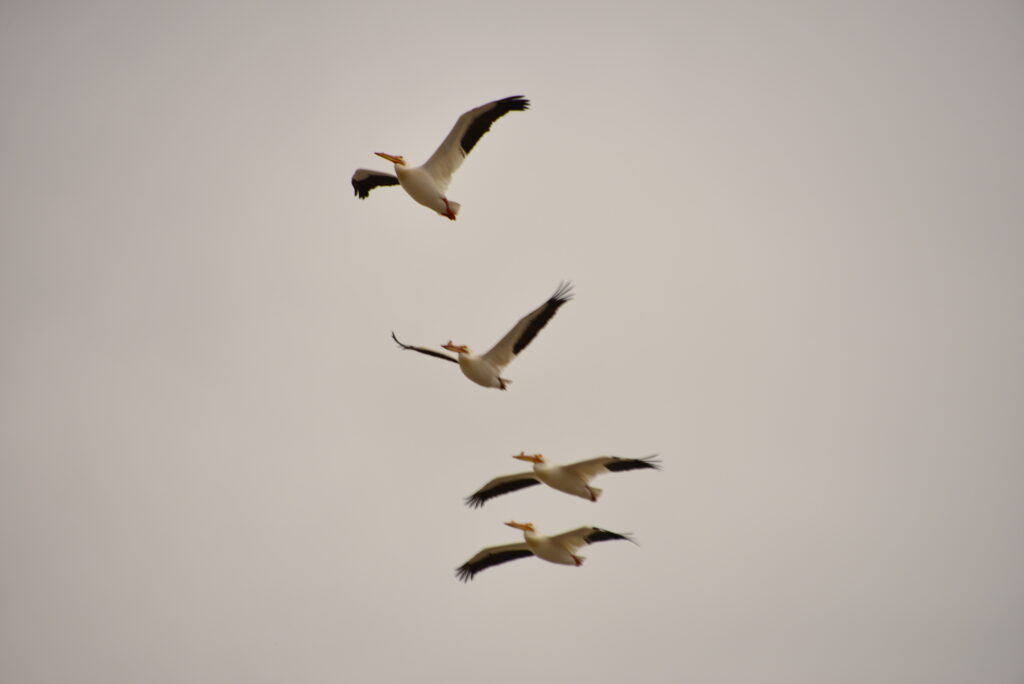 Four pelicans flying in a row from top of frame center to lower frame center. Thy are large birds with large wings,and their characteristic large beaks. The birds are mostly white with black accents. The sky is the background. 