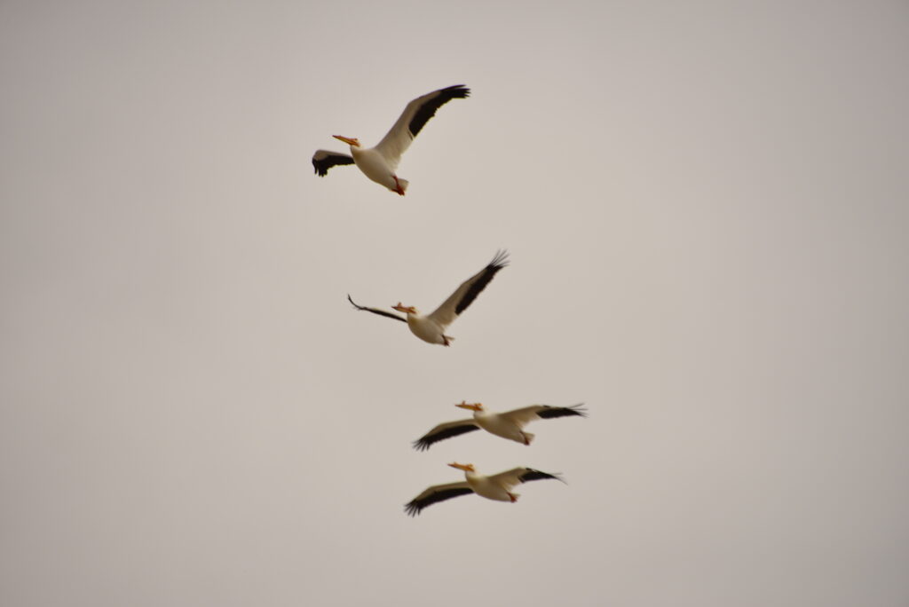 Pelicans flying at Stillwater National Wildlife Refuge