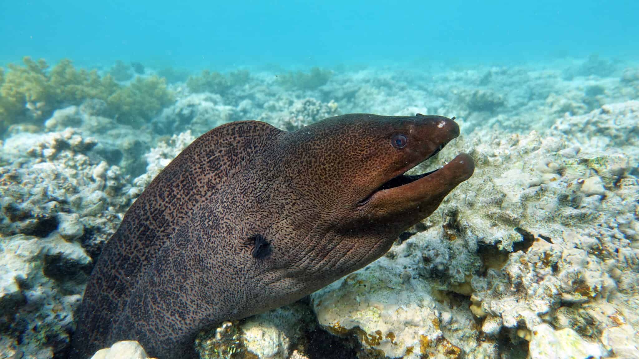 Here’s How the Red Sea Got Its Name - A-Z Animals Slideshows