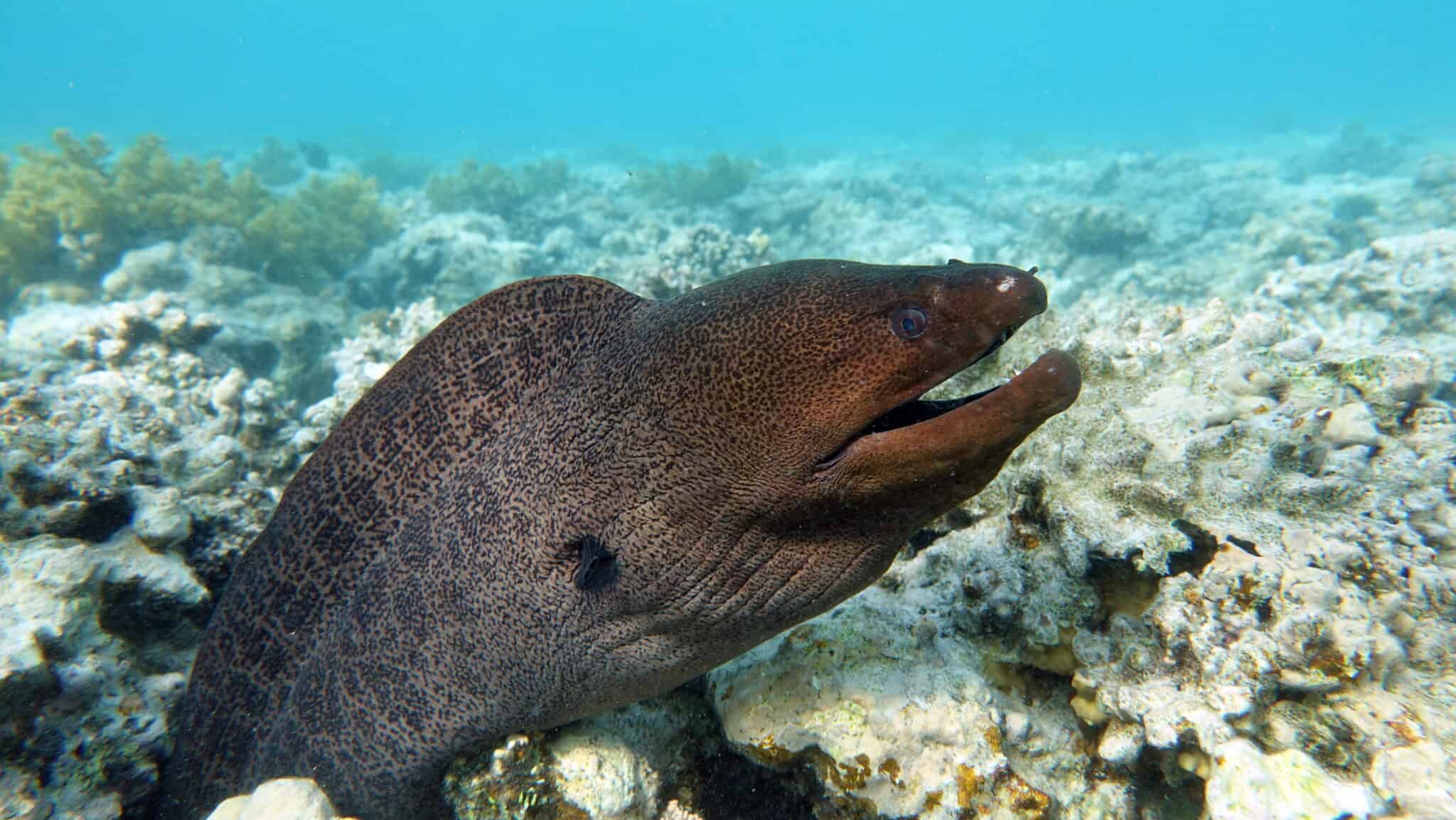 Mind blowing Moray Eel Facts A Z Animals Slideshows Mind blowing Moray Eel Facts A Z Animals Slideshows