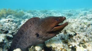 10 Incredible Moray Eel Facts Picture