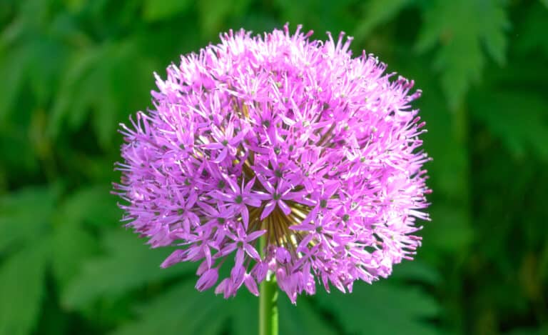 Allium Atrosanguineum