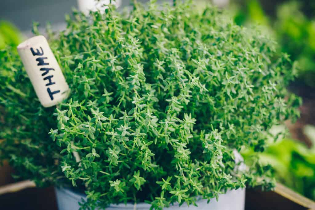 Thyme is loved for its flavor