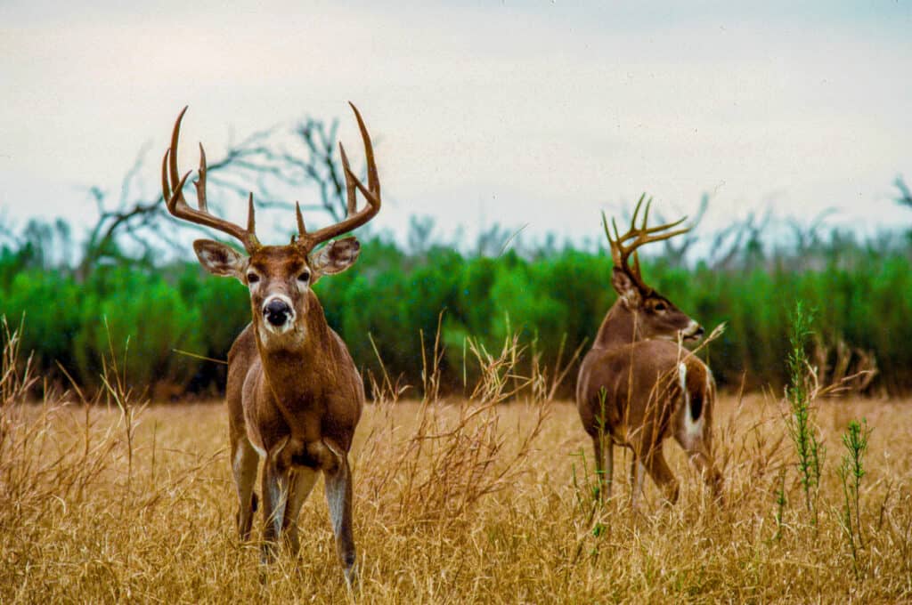 Two deer standing together in a forest, illustrating the process of mate selection.