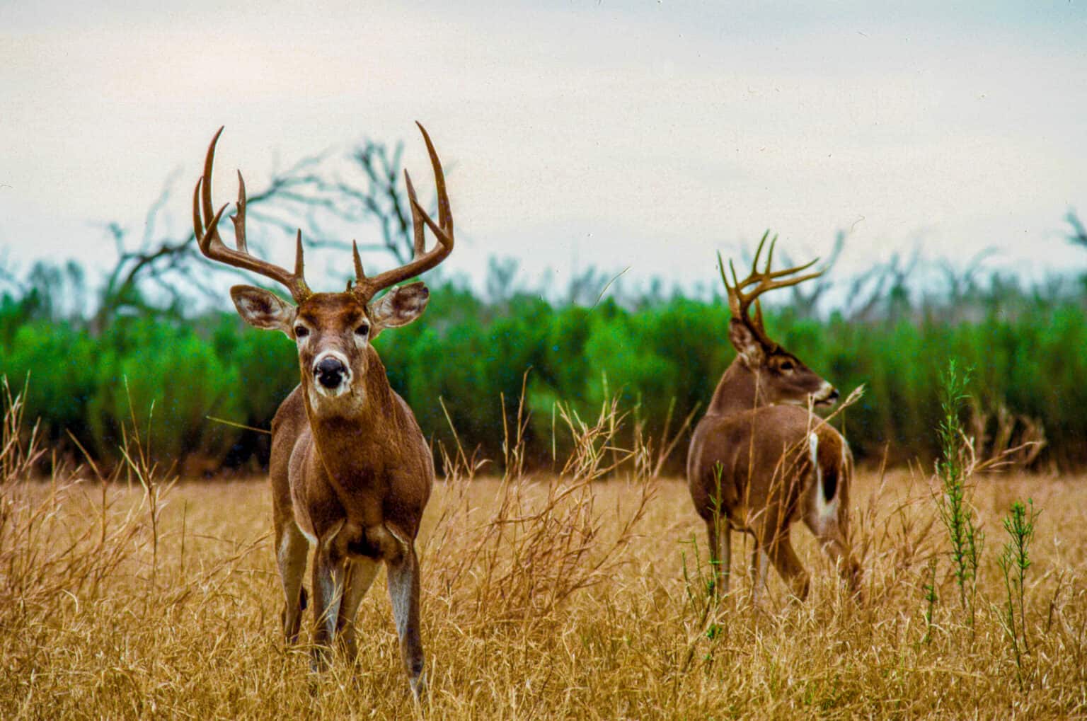 Hunting in Texas 8 Great Public - IStock 1325263344 1536x1019 