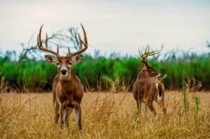 Deer Antlers: 10 Fun Facts You Should Know Picture