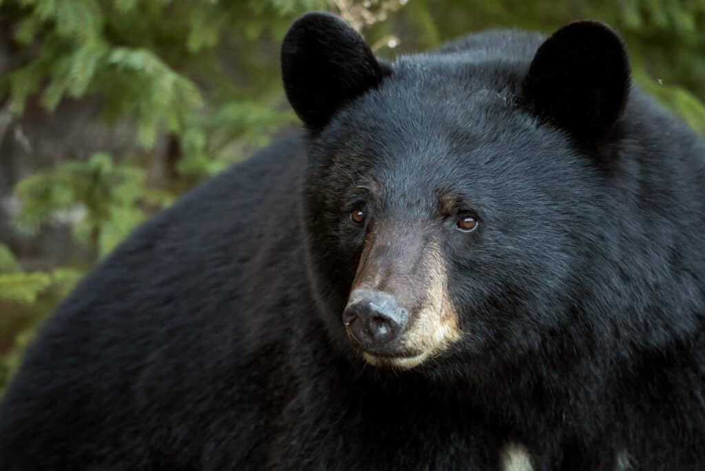 Discover the Largest Bear Ever Caught in Oregon - AZ Animals