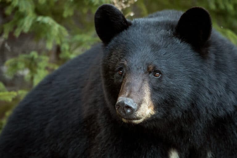 black bear