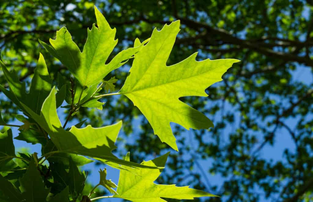 American Sycamore Tree