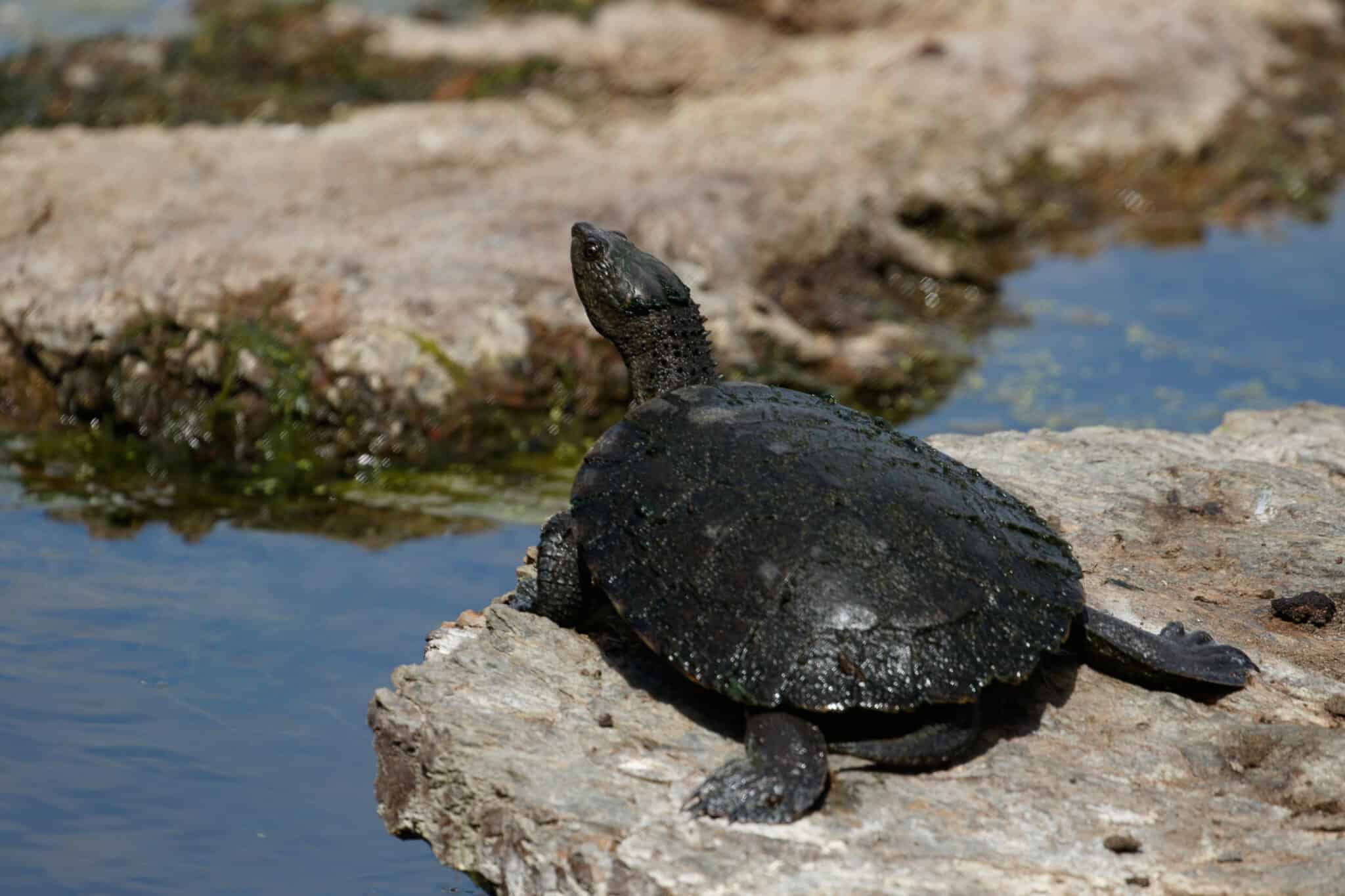 15 Awesome Turtles in Australia - A-Z Animals