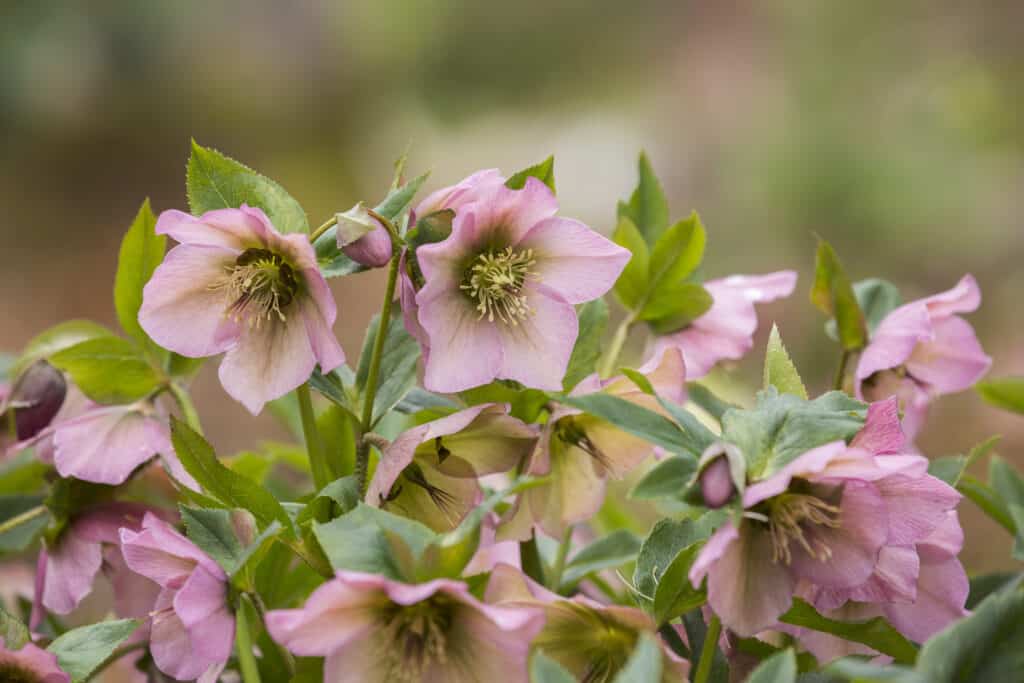 Stunning Winter-Flowering Plants to Brighten Up the Colder Months