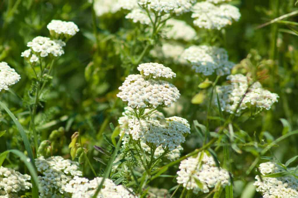 Multiple common yarrow in bloom close-up with selective focus