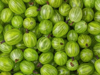 A Ground Cherry vs Gooseberry: What’s the Difference?