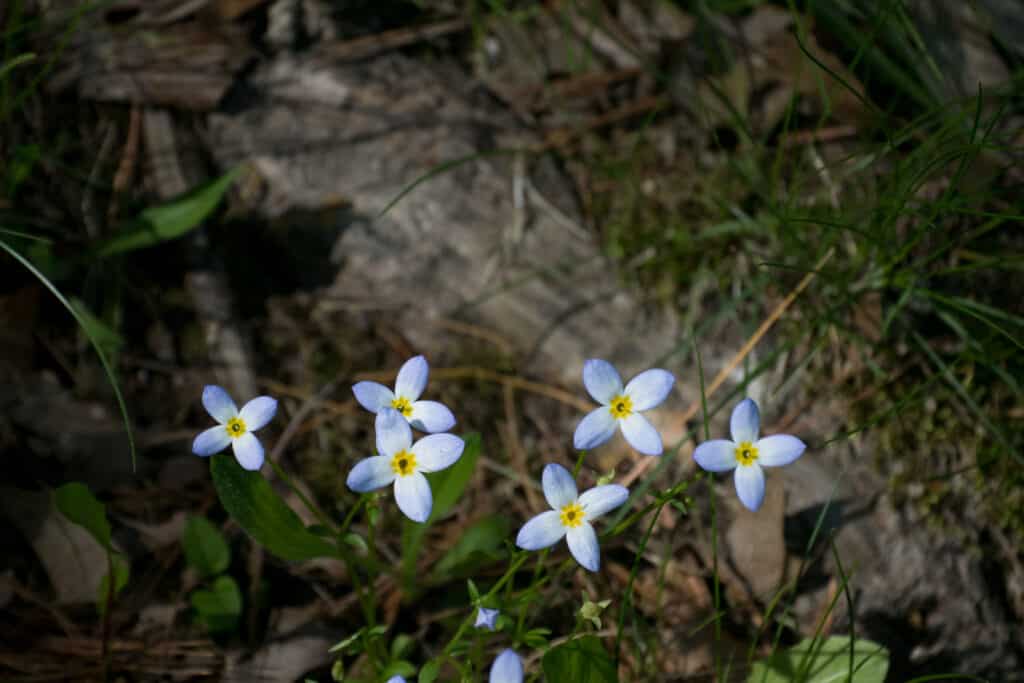 A few bluets growing in a wooded area.