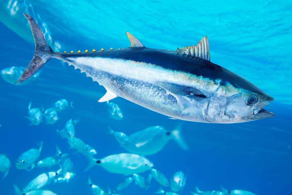 Sardines vs Tuna What Are The Differences? AZ Animals