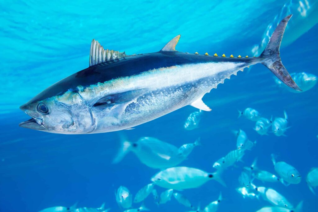 The Largest Bluefin Tuna Ever Caught in North Carolina Was as Big as a