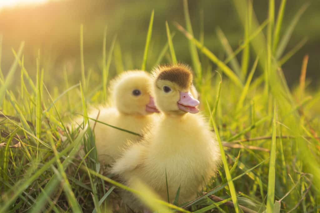 Ducks Are Moving North as Winters Warm