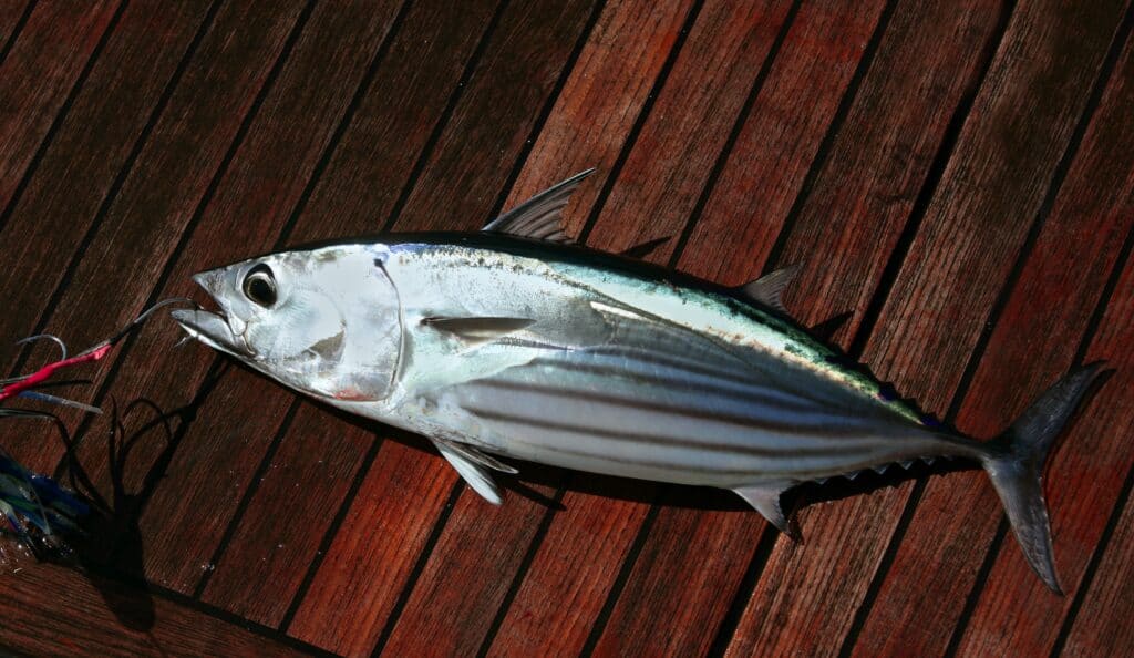 Skipjack tuna reach lengths of 3 feet and weigh around 40 pounds