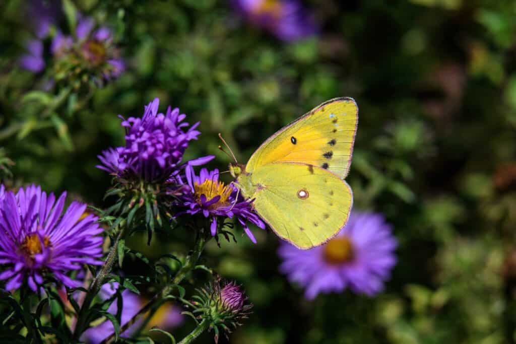 Male Orange sulfur butterfly or Colias eurytheme on New England Aster in the late summer sun.