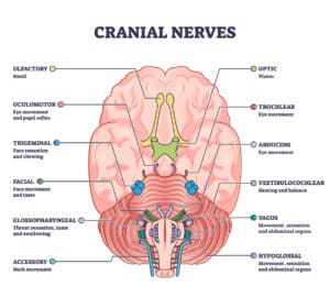 What's the Largest Cranial Nerve? - A-Z Animals