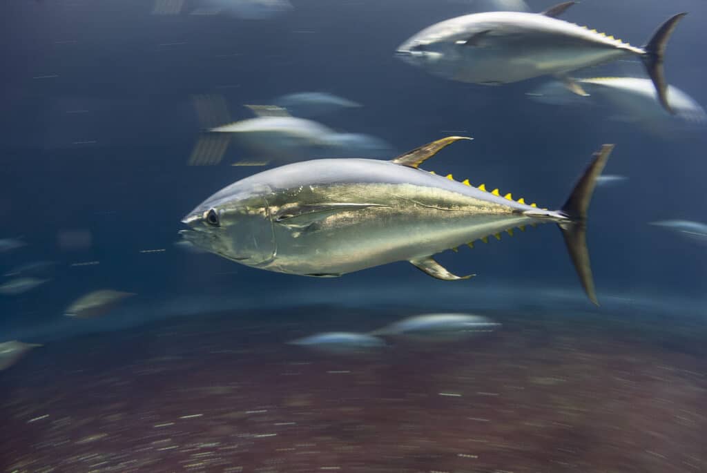 Albacore Tuna - Incredible Facts, Pictures - A-Z Animals