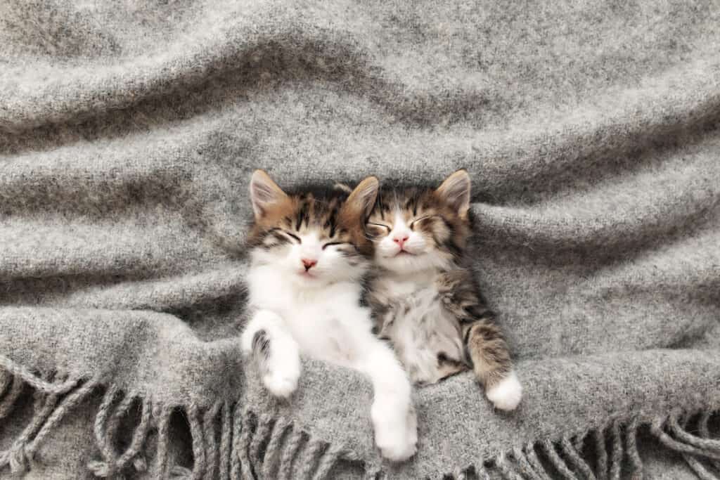 Two little kittens sleep with their eyes closed and covered with fluffy blanket