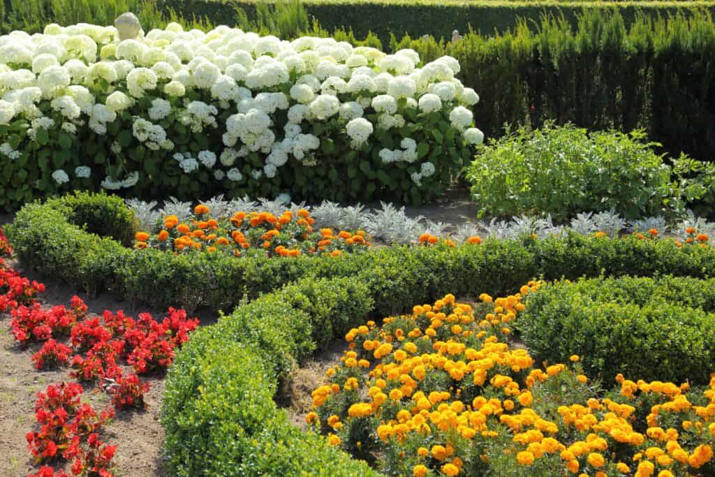 Ornamental garden with red begonias, yellow tagetes and white hydrangeas.