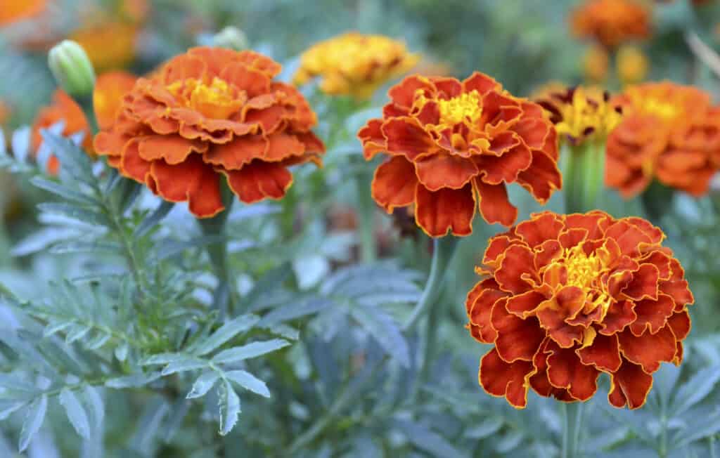 Cúc vạn thọ Pháp màu vàng cam hoặc hoa Tagetes patula trên nền vườn mờ.
