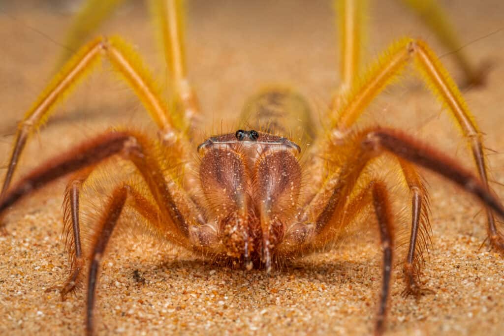 desert vinegaroon spider