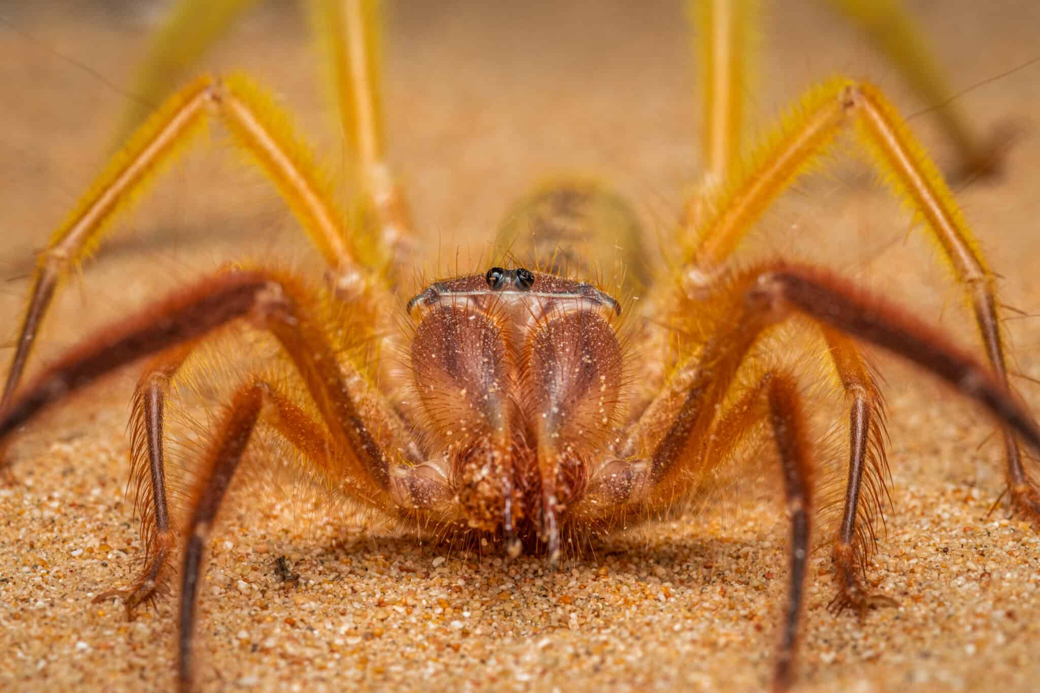 Camel Spider Animal Facts - Solifugae - A-Z Animals