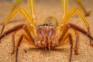 Watch A Camel Spider and A Tarantula Fight Up Close – Wow! photo