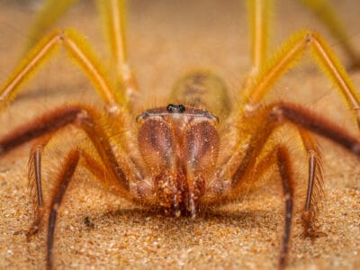 A Watch A Camel Spider and A Tarantula Fight Up Close – Wow!